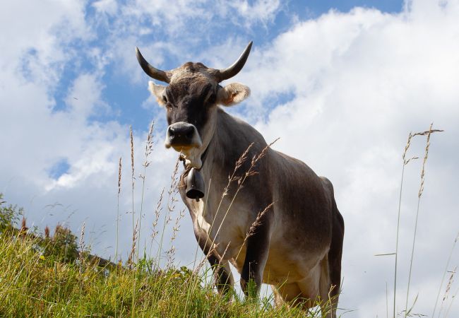 Apartment in Sévrier - L'Écrin Vue Lac Apartment in Sévrier - L'Écrin Vue Lac